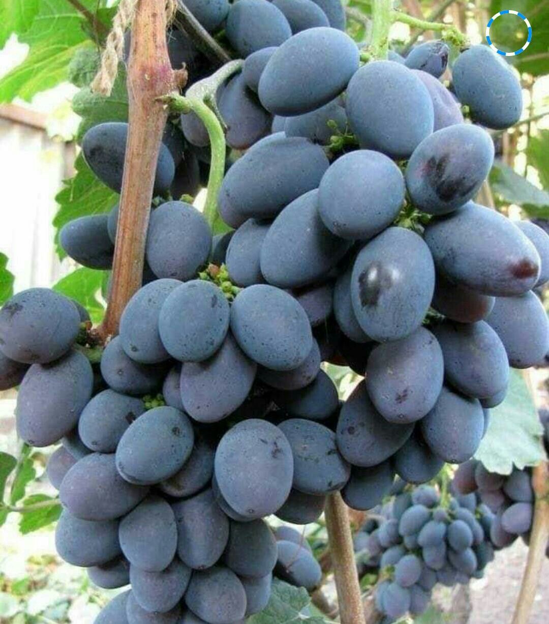 রাশিয়ান বাইকুনুর