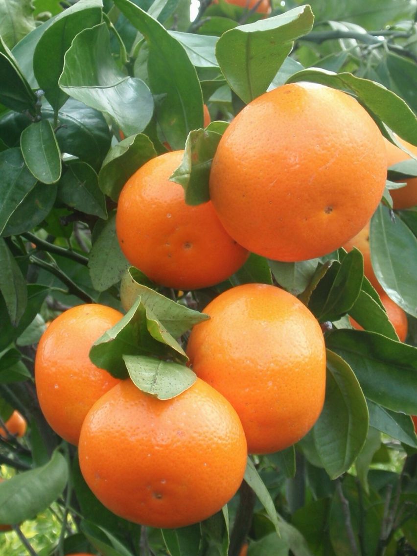 ভিয়েতনামী বারোমাসি মাল্টা