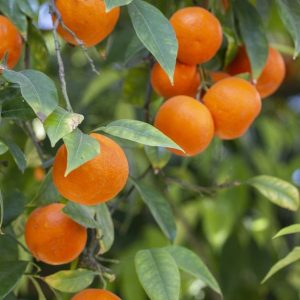 ৩ পিচ ভিন্ন জাতের মাল্টা চারা কম্ব
